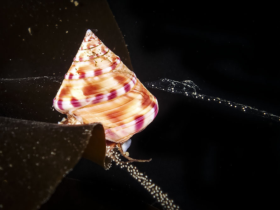 Calliostoma zizyphinum